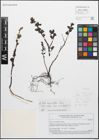 Foto von Salix myrsinifolia Salisb.